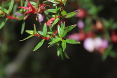 Monochaetum uribei