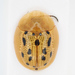 Aspidimorpha nigromaculata - Photo (c) 
NHM Beetles and Bugs, algunos derechos reservados (CC BY)