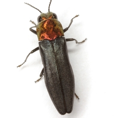 Agrilus heterothecae