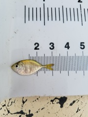 Chloroscombrus chrysurus