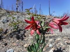Lilium bolanderi