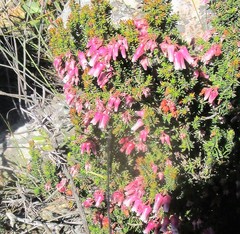 Erica glomiflora