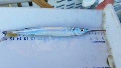 Hemiramphus brasiliensis