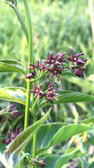 Vincetoxicum rossicum