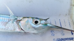 Hemiramphus brasiliensis