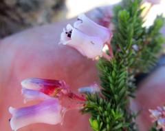 Erica glomiflora