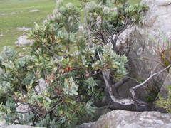 Protea subvestita