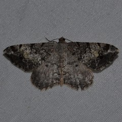 Macaria granitata