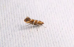 Cameraria caryaefoliella