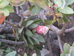 Protea subvestita