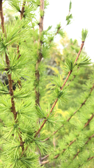 Larix laricina