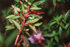 Monochaetum uribei