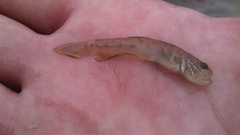 Microgobius gulosus