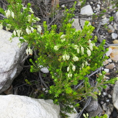 Erica intermedia albiflora