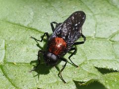 Clitellaria ephippium