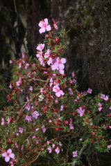 Monochaetum uribei