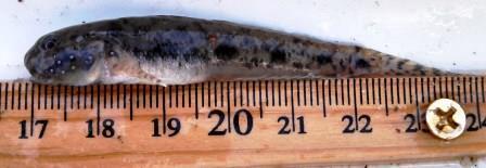 Emerald goby (Ctenogobius smaragdus) — Gobiidae — 5