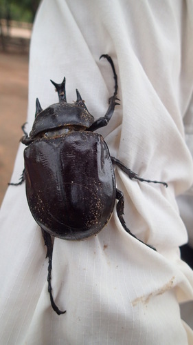 Megasoma janus