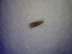 Ancylis diminuatana