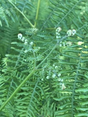 Pteridium aquilinum