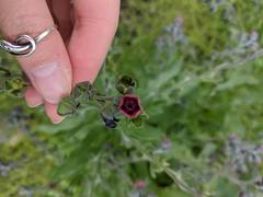 Cynoglossum officinale