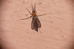 Anisopodidae