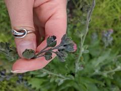 Cynoglossum officinale