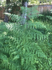 Pteridium aquilinum