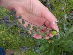 Cynoglossum officinale