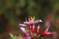 Monochaetum uribei