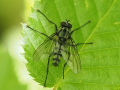 Eustalomyia