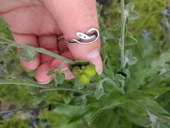 Cynoglossum officinale