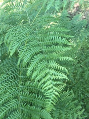 Pteridium aquilinum
