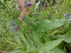 Cynoglossum officinale