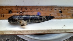 Bathygobius soporator