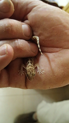 Homonota septentrionalis