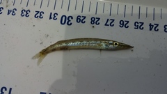 Sphyraena guachancho