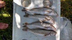 Menticirrhus littoralis