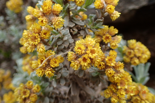 Image of Helichrysum trilineatum by no rights reserved