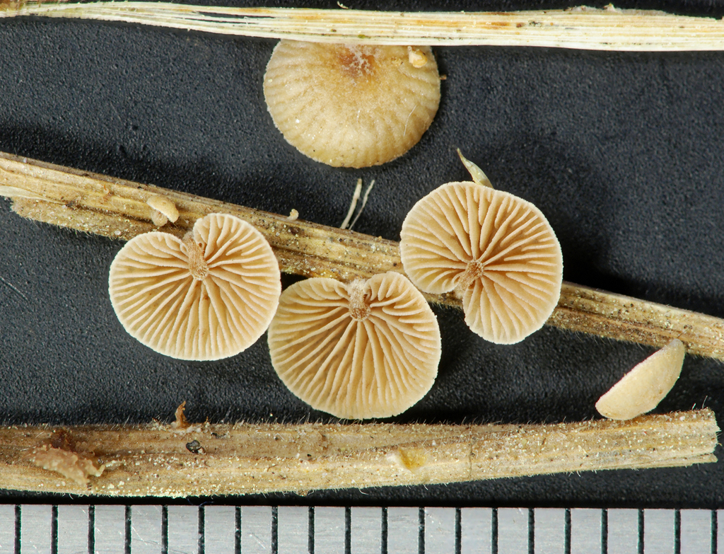 Deconica phillipsii