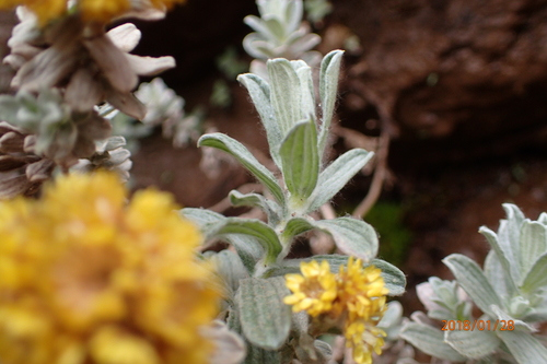 Image of Helichrysum trilineatum by no rights reserved