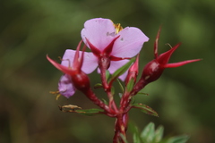 Monochaetum uribei