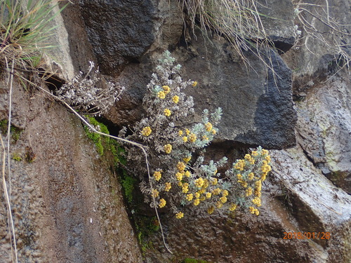 Image of Helichrysum trilineatum by no rights reserved