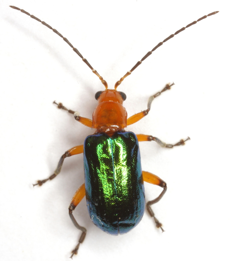 Scelida