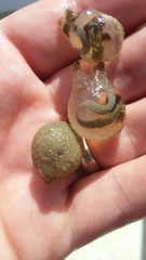 Molgula manhattensis