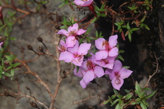 Monochaetum uribei