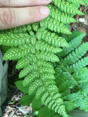 Polystichum braunii image