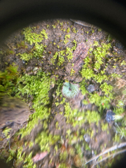 Mannia gracilis