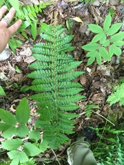 Polystichum braunii image