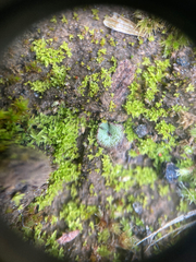 Mannia gracilis